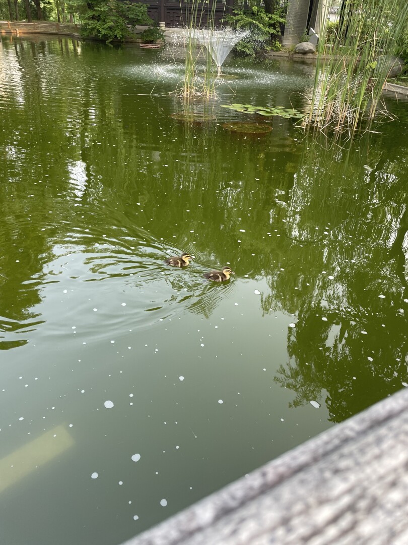 Two little ducklings that look exactly like the ducklings we have in Germany, swimming in the pond with a small fountain in the background.