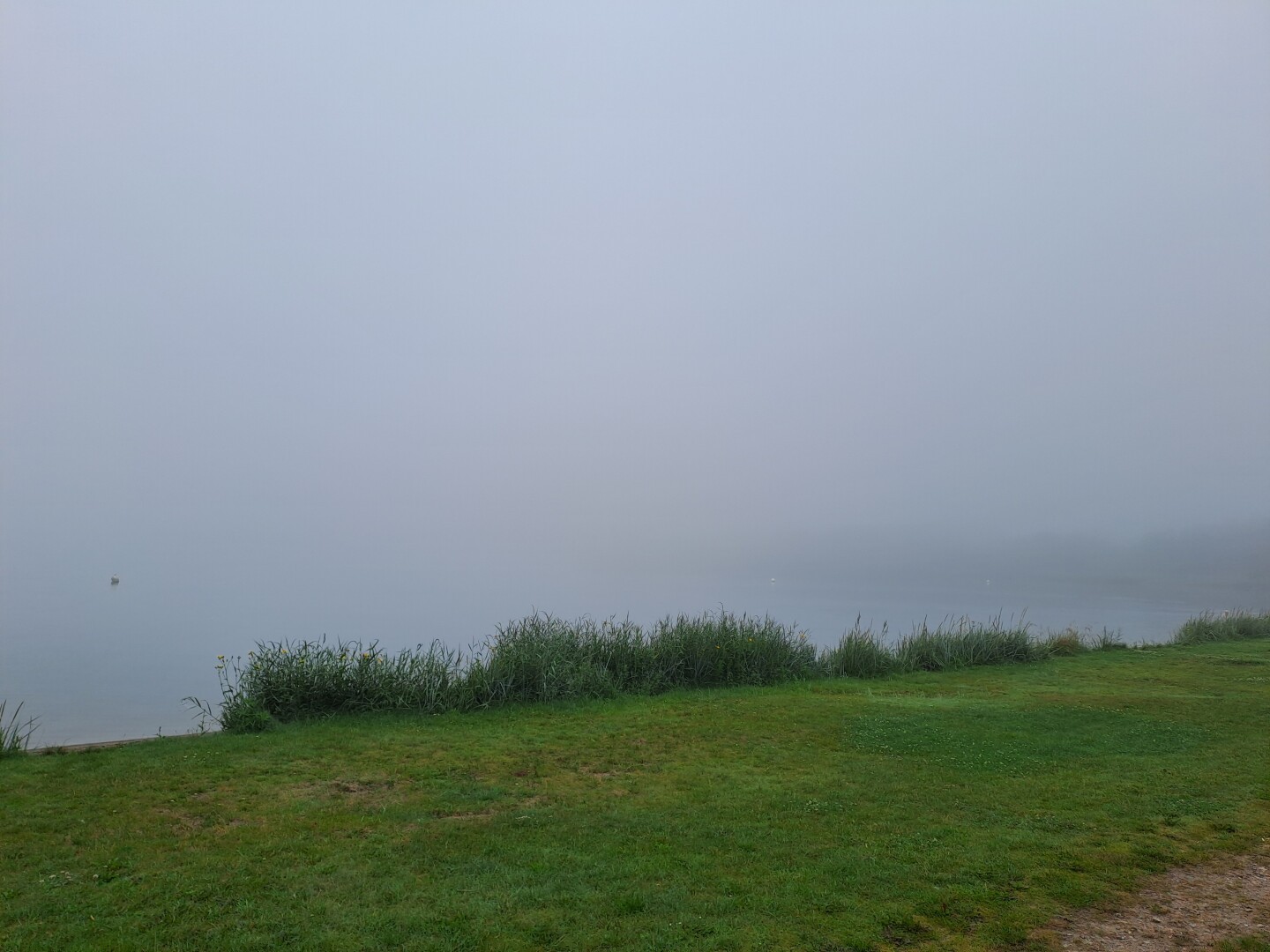 Foto einer nebligen Landschaft. Im Vordergrund eine Wiese, danach kommt die Schlei, diese ist durch den Nebel fast nicht zu sehen.
