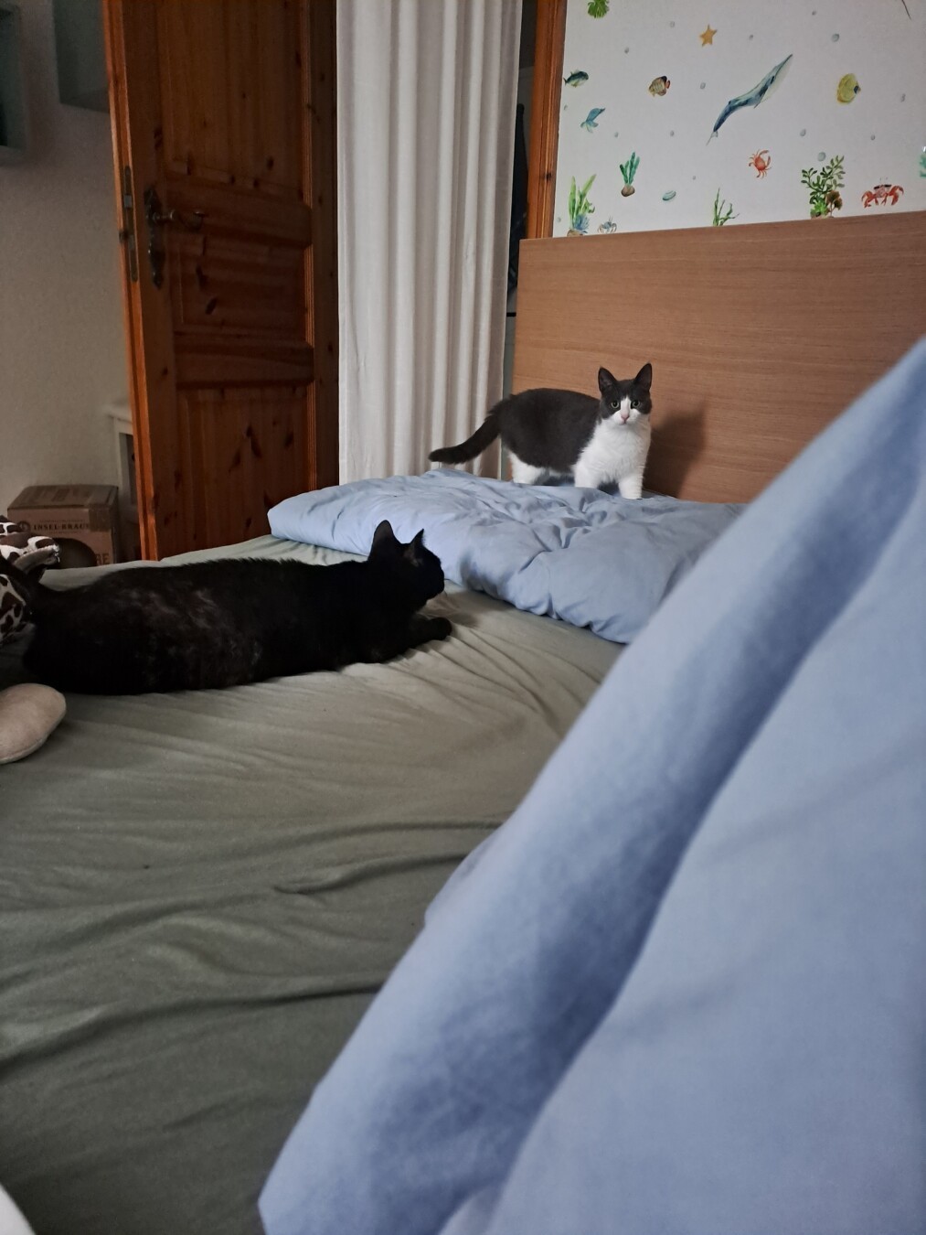 Auf einem Bett liegt eine schwarze Jungkatze. 
Eine weiß-graue Katze steht auf dem Bett und schaut angespannt in die Kamera