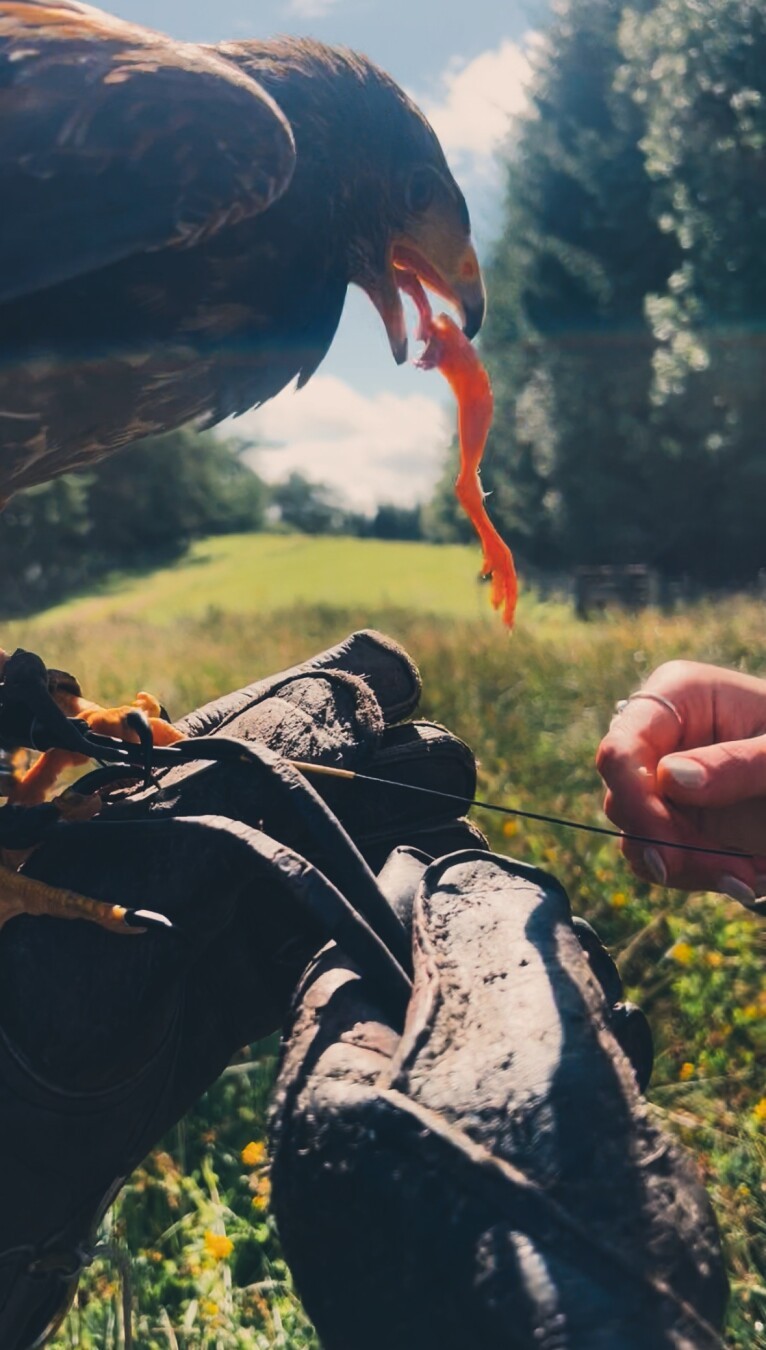 #halk #falconry #scotland #outdoors #outdoorsmanship #british #countryside #sports #hunting #birdsofprey