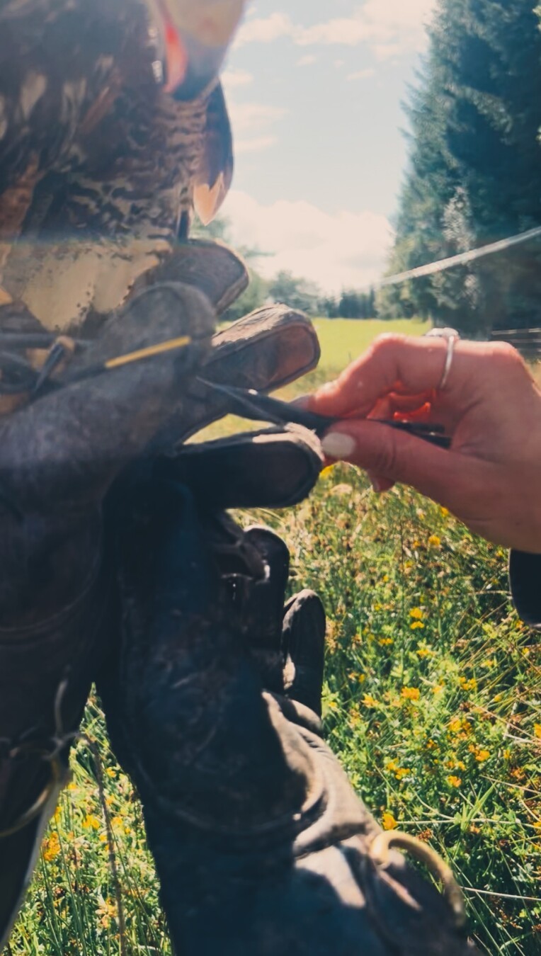 #halk #falconry #scotland #outdoors #outdoorsmanship #british #countryside #sports #hunting #birdsofprey