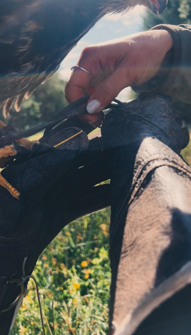 #halk #falconry #scotland #outdoors #outdoorsmanship #british #countryside #sports #hunting #birdsofprey