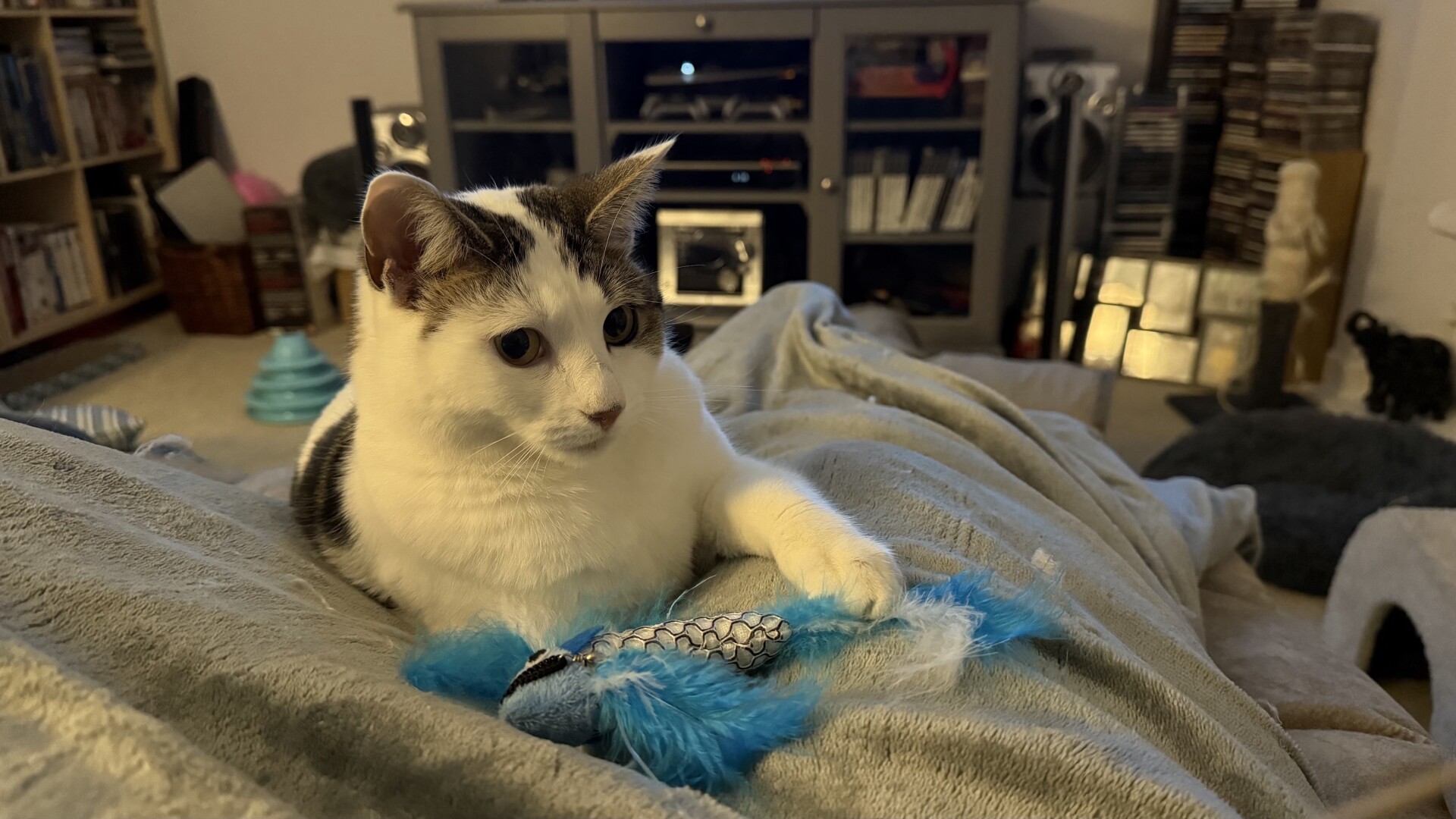 A white and tabby cat is playing with a blue plush toy on a soft, gray blanket. The background features a living room with shelves, a television unit, and various decorative items