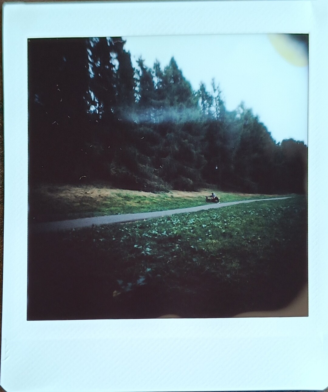 dark photo of a bench by a park in a park, with lots of green grass and trees in the background