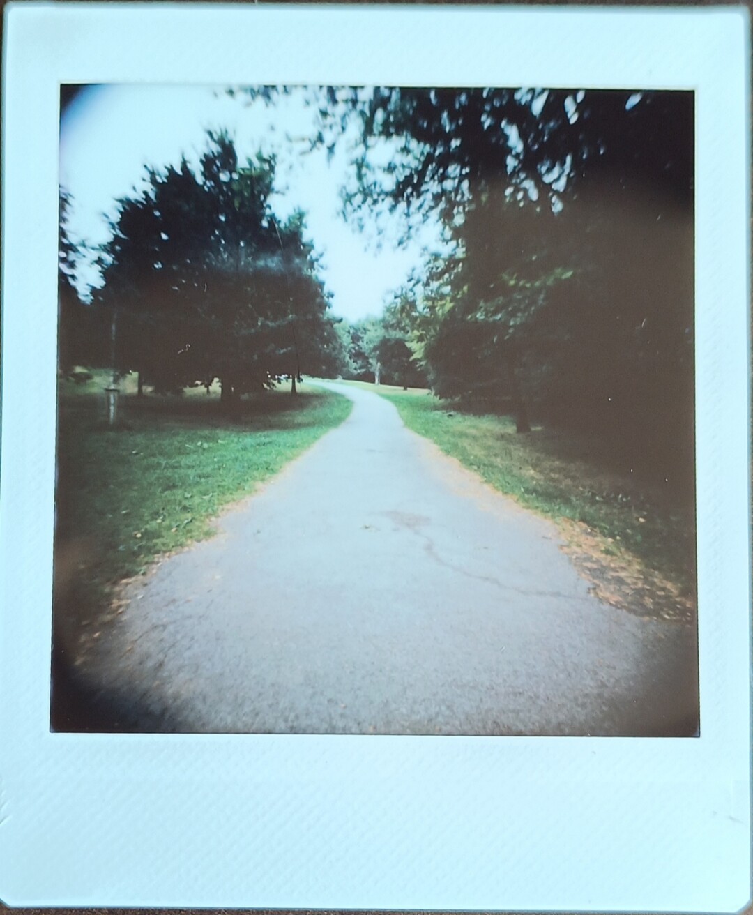 photo of a paved path in a park, surrounded by grass and several trees