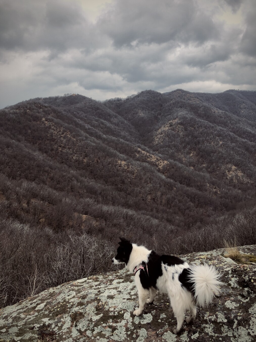Black and white dog on top of a hill looking down at the horizon