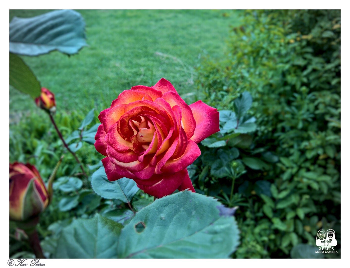 A close up photograph of a vibrant, fully open rose. The petals are a deep crimson red along the edges, blending into bright gold and yellow in the center.

The rose is set against a softly blurred background of dark green leaves and bright green lawn.