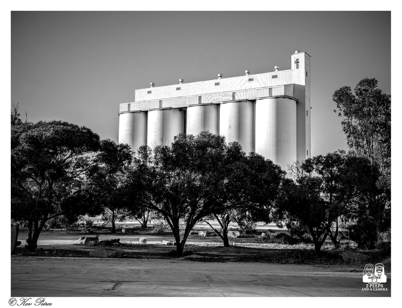 Black and white photograph of the large, bright white Wirrulla grain silos dominating the background, framed by a row of dark, heavily shadowed native Australian trees and scrub in the middle ground and foreground.

The trees create a strong contrast with the bright cylindrical structures. Signed Kev Peirce.