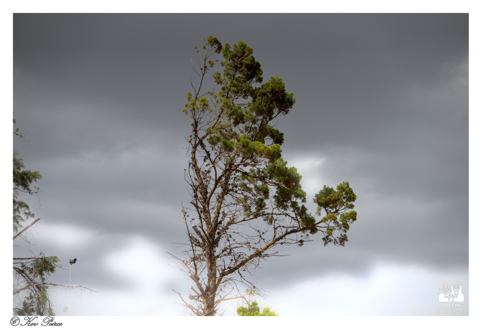 A tall, slightly windswept pine tree with green foliage stands starkly against a dark, overcast sky full of grey and white storm clouds.

The bottom left corner is signed 'Kev Peirce'.