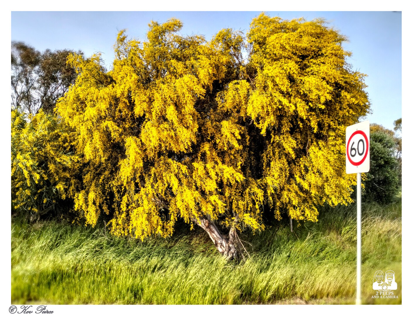 A lush, dense tree with brilliant, cascading yellow flowers dominates the frame.

It sits next to a strip of bright green, tall grass swaying in the wind, with a white, circular 60 km/h speed limit sign on a pole positioned to the right.

The sky above is a pale blue. Photo signed Kev Peirce.