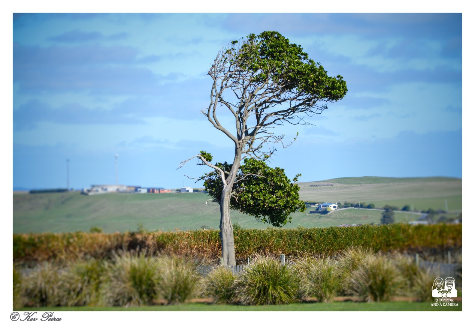 A solitary, wind-pruned tree stands on a hillside near Stanley, Tasmania, with its foliage primarily on the right side, giving it a distinctive, asymmetrical shape.

The background features rolling green and brown hills under a blue, cloudy sky.