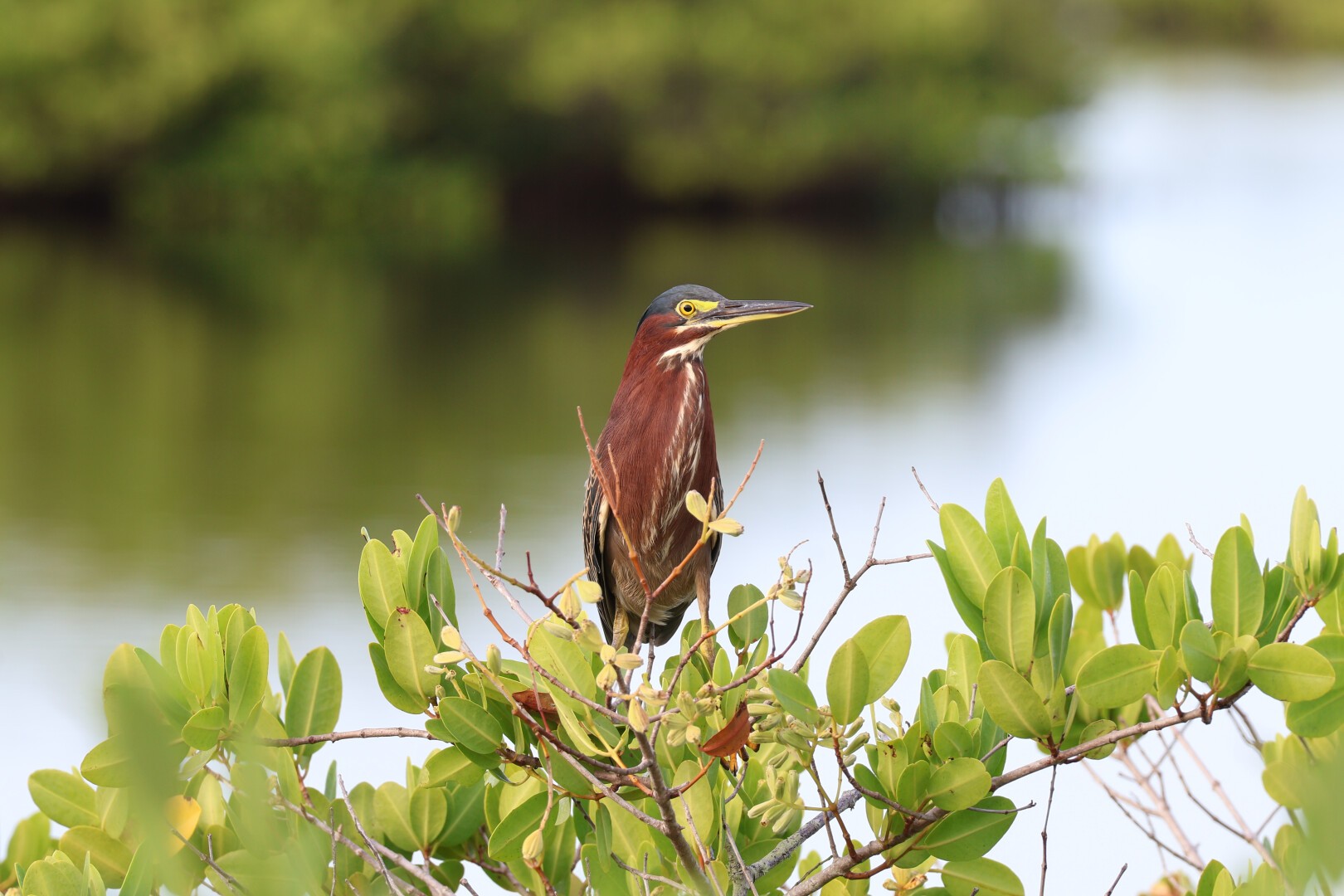 A photo of a green heron (Butorides virescens) perched atop a bush with its neck compressed. It's looking to camera right.