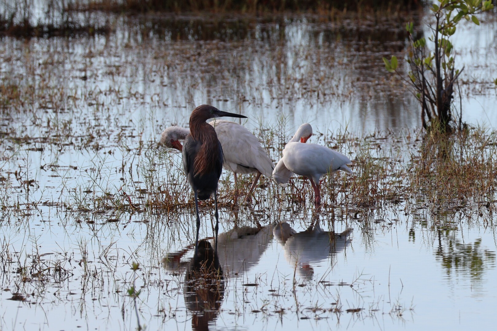 A photo of a reddish egret (Egretta rufescens) wading with two white ibis (Eudocimus albus). The egret is keeping watch as the ibis preen their feathers.