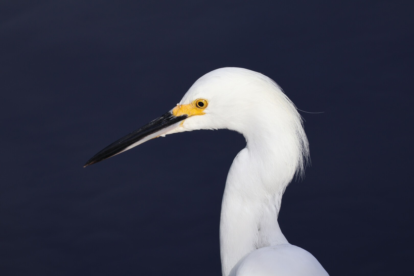 A photo of a snowy egret (Egretta thula) with only its neck and head visible. It's staring intently into the water looking for fish to catch.