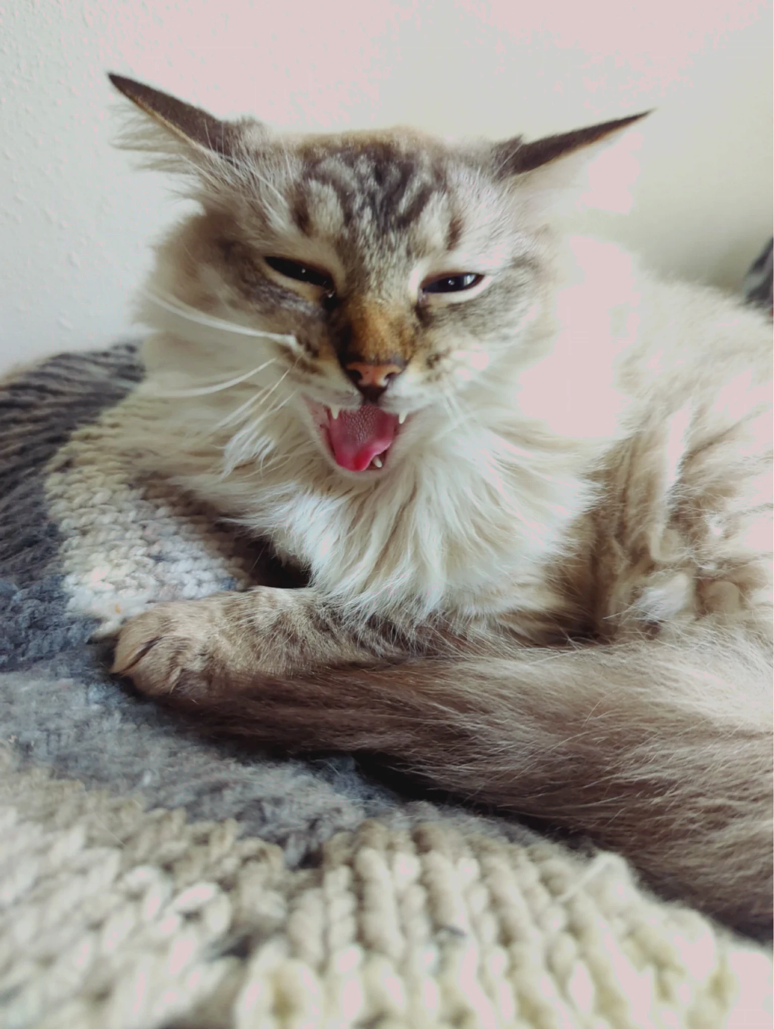 Nimbus, a white and gray haired Ragdoll cat, yawning as I took his picture. The timing makes it look like he is mid-laugh.