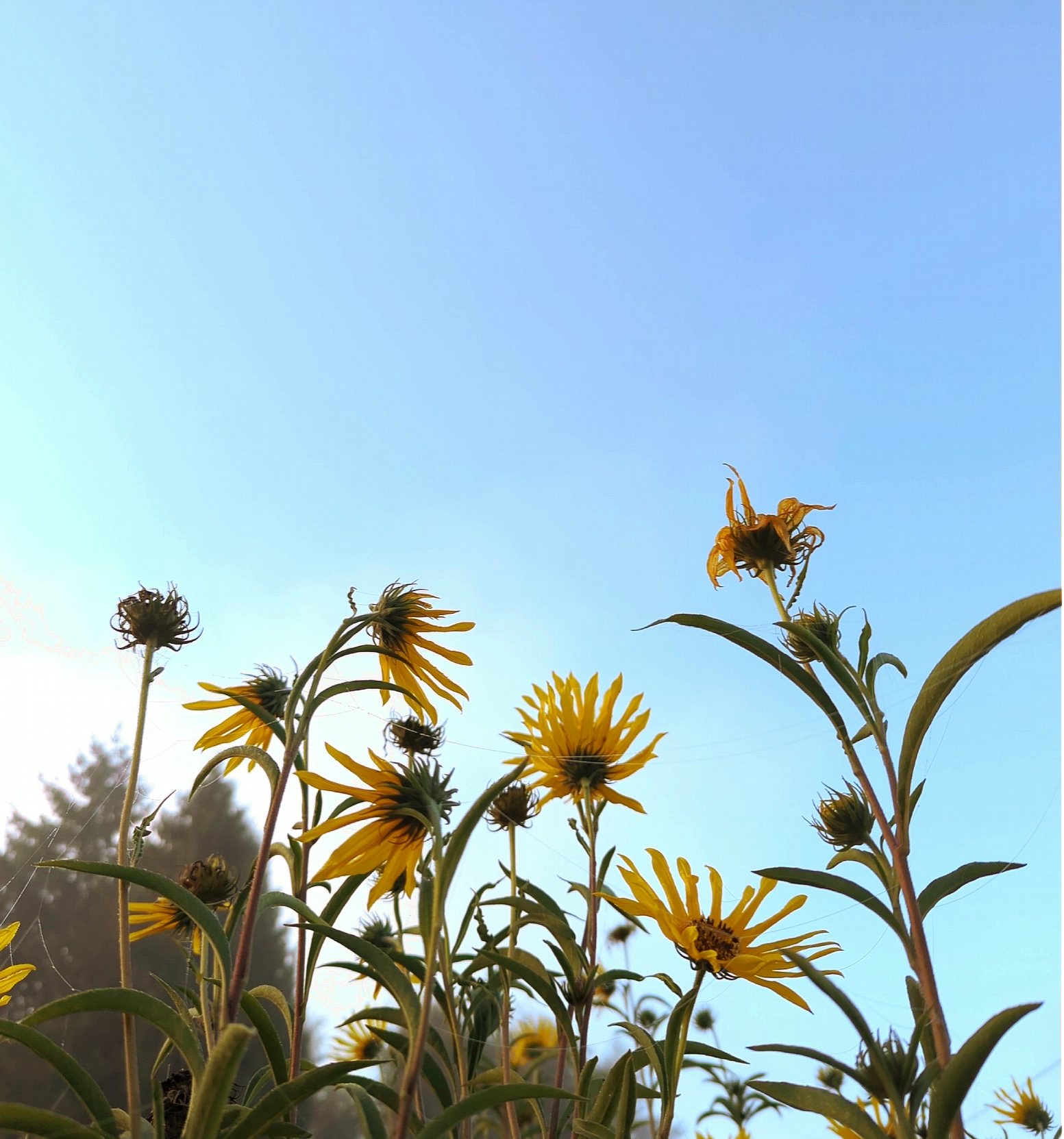 A pale blue early morning fall sky fills most of the background. In the foreground of the image, a cluster of sunflowers that are in various stages of blooming are reaching upwards to the sky.
