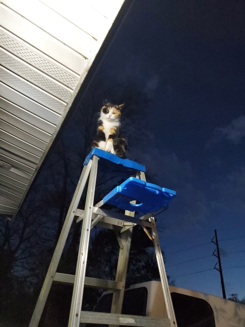 My dorky cat, Maggie thinking she's the queen of the world on my dad's ladder a few years ago. 😂

(She's even got an Instagram! @maggie_maybelline ) 🥰