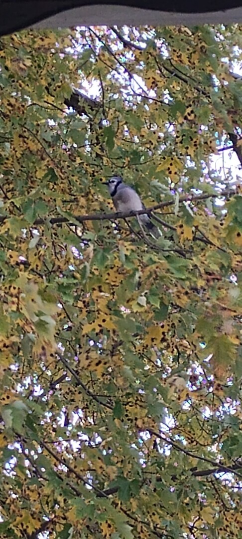Picture of a Blue Jay perched on a tree branch. Faded green leaves all around it.