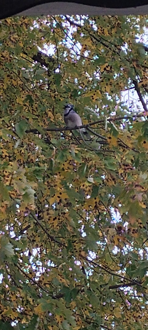 Picture of a Blue Jay perched on a tree branch. Faded green leaves all around it.