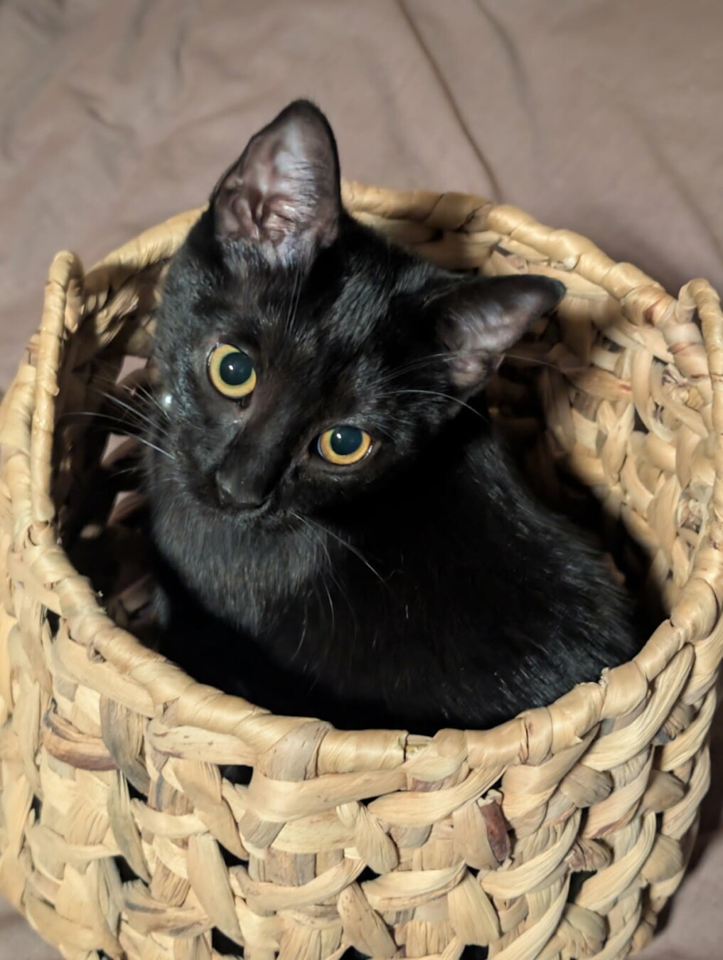 A straight ahead photo of a black cat looking at the camera. She is inside of a wooden basket.