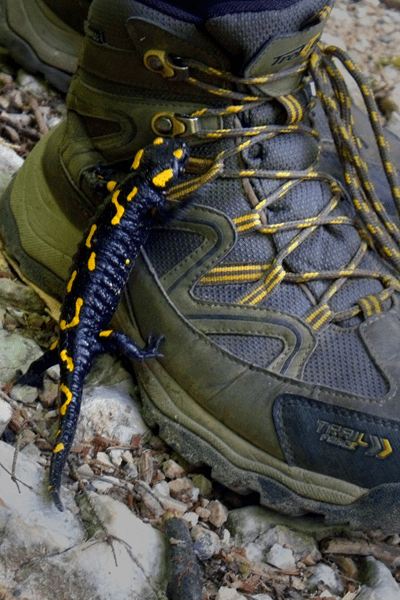 A black and yellow salamander climbing on my dad's boots which share a very similar color scheeme and pattern of dark almost black greens and grays and yellow spots on the shoelaces.