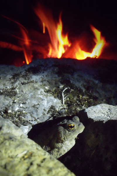 A nighttime photo of a frog sitting stoically between some rocks in front of the flames of a campfire.