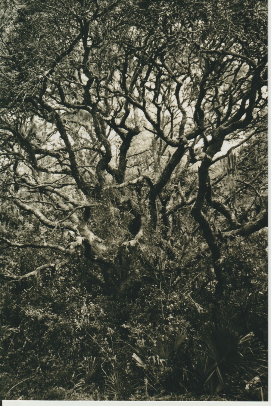 Sepia, 35mm. The twisted black limbs of marsh trees rise to the sky, swathed in rags of Spanish moss, their roots lost in saw palmetto and bracken.