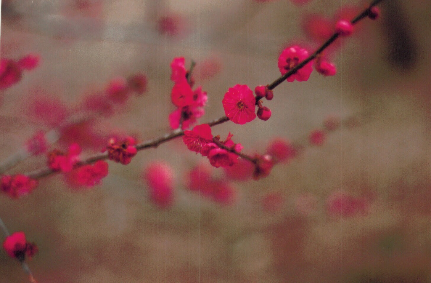An old, scratched photo of plum blossoms, blazing crimson against their black branch, against a golden brown background of blurred winter grasses.