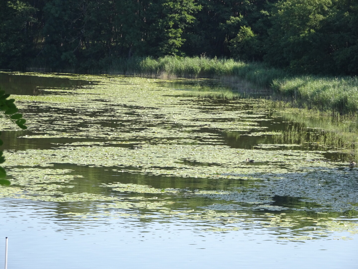Ein Teich mit Enten, umgeben von Bäumen und Grünem. Die Sonne scheint auf das Wasser und die Seerosen.