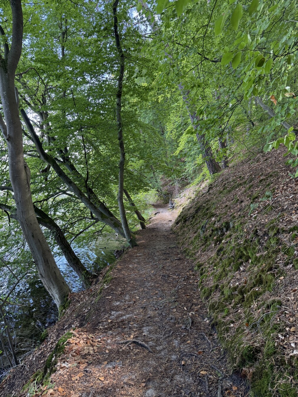 Waldweg mit Bäumen und Moos am Hang