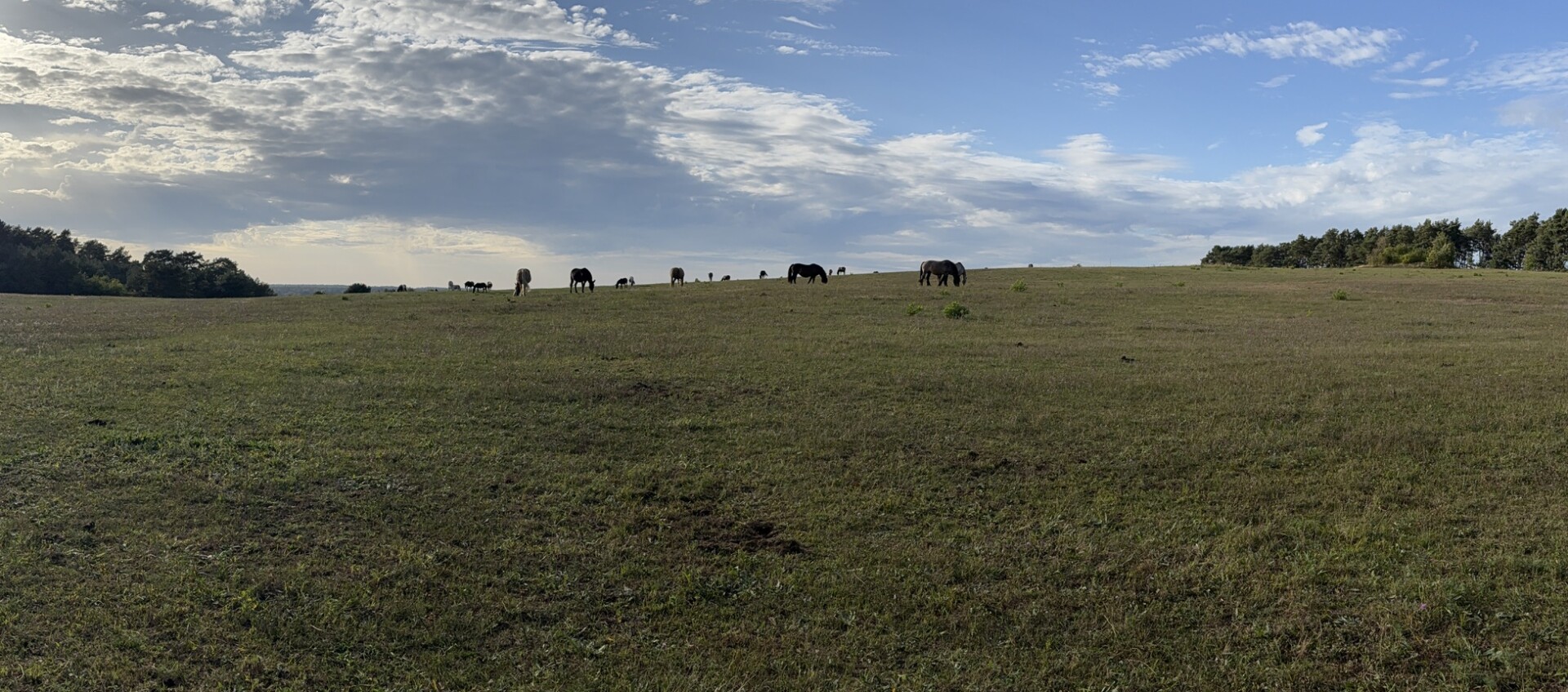 Pferde auf einer grünen Wiese unter einem blauen Himmel mit weißen Wolken.