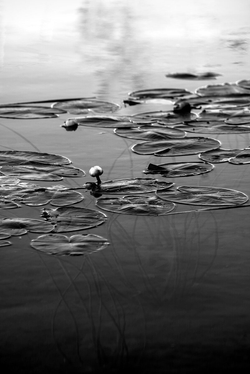 The lines of the stems and leaves guide the eye through the image and create a harmonious balance. The series conveys a calm atmosphere. The water lilies, often symbols of purity and transience, are captured here in their simple beauty and fragility.