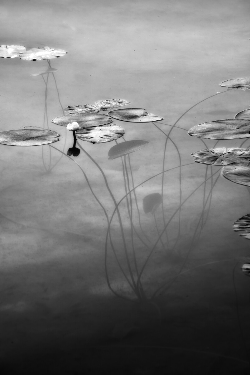 The photo series “Nymphaea” is a poetic and minimalist black-and-white study of water lilies.
Three photos represent the three habitats of this plant: the soil under the water, the water itself, and the air. The images show the same plant at intervals of about one month. The photographs show the delicate leaves and flowers of the plants floating gently on the surface of a pond. The stems and leaves growing upwards in the water can also be seen, as well as the points of contact with the lake bed.
