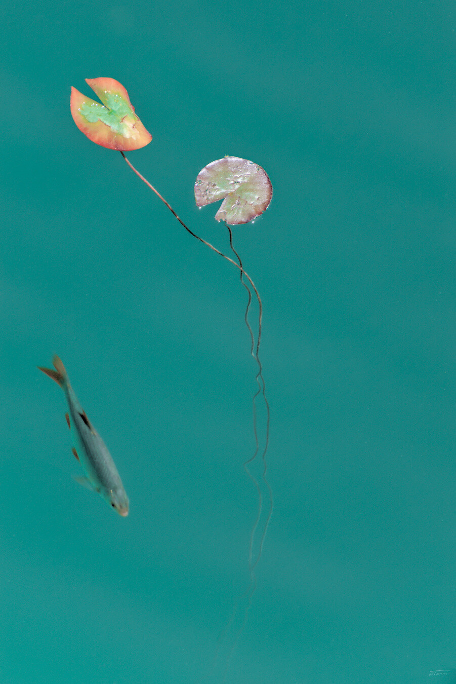 Das Foto zeigt ein klares, türkisfarbenes Gewässer. Im Bild sind zwei große, runde Seerosenblätter zu sehen, die an einem langen, dünnen Stiel aus der Tiefe emporwachsen. Unter den Blättern schwimmt ein kleiner Fisch, der sich in ihrer Nähe aufhält. Das von oben einfallende Licht erzeugt eine ruhige, fast mystische Atmosphäre.
 --- 
The photo shows clear, turquoise water. The image features two large, round water lily leaves rising from the depths on long, slender stems. A small fish swims beneath the leaves, staying close to them. The light streaming in from above creates a serene, almost mystical atmosphere.