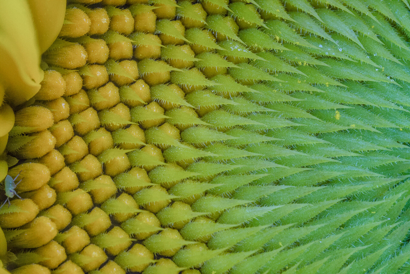Das Foto zeigt eine Makroaufnahme des Inneren einer Sonnenblume. Im Vordergrund sind die dicht gepackten, gelben Röhrenblüten zu sehen, die das typische Zentrum der Sonnenblume bilden. Die Blüten sind von feinen, fast stacheligen Strukturen umgeben, die in die grünen Hüllblätter übergehen. Die Blüten wirken leicht glänzend und sind mit winzigen Kristallen bedeckt.
 --- 
The photo shows a close-up of the inside of a sunflower. In the foreground are the densely packed yellow tubular flowers that form the sunflower’s characteristic center. The flowers are surrounded by delicate, almost spiny structures that blend into the green bracts. The flowers appear slightly glossy and are covered with tiny crystals.