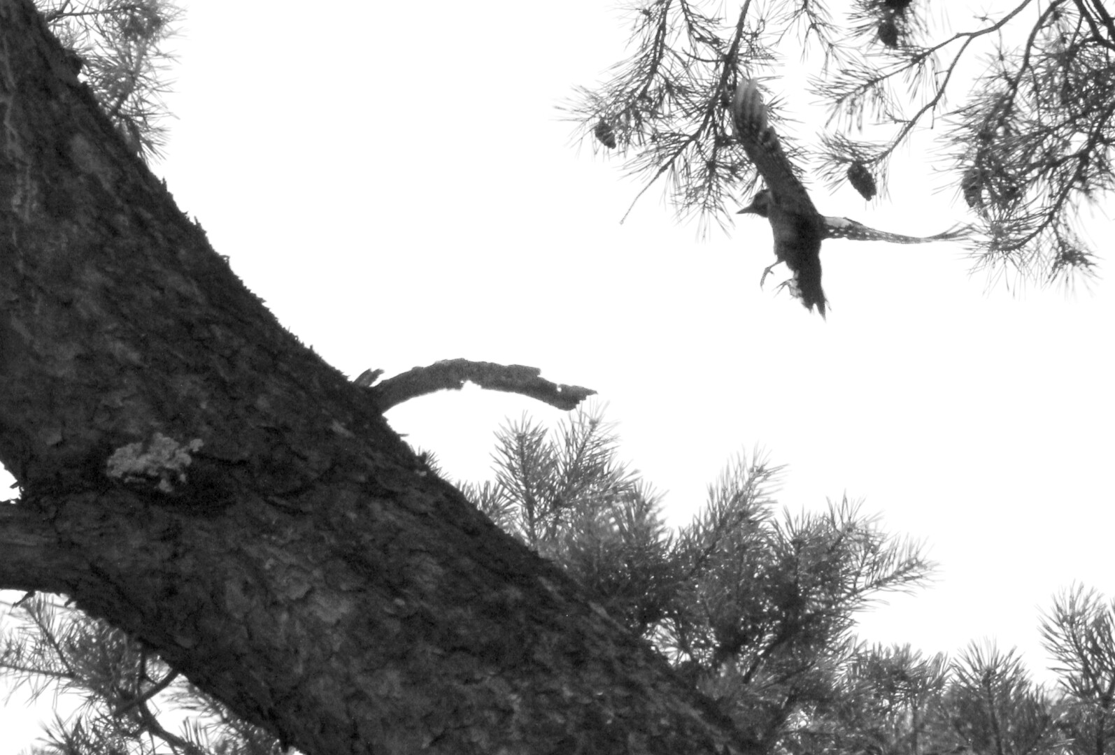 Schwarzweißaufnahme von einem Buntspecht, der in der Krone einer großen Kiefer auffliegt.

Black-and-white photograph of a great spotted woodpecker flying into the crown of a large pine tree.