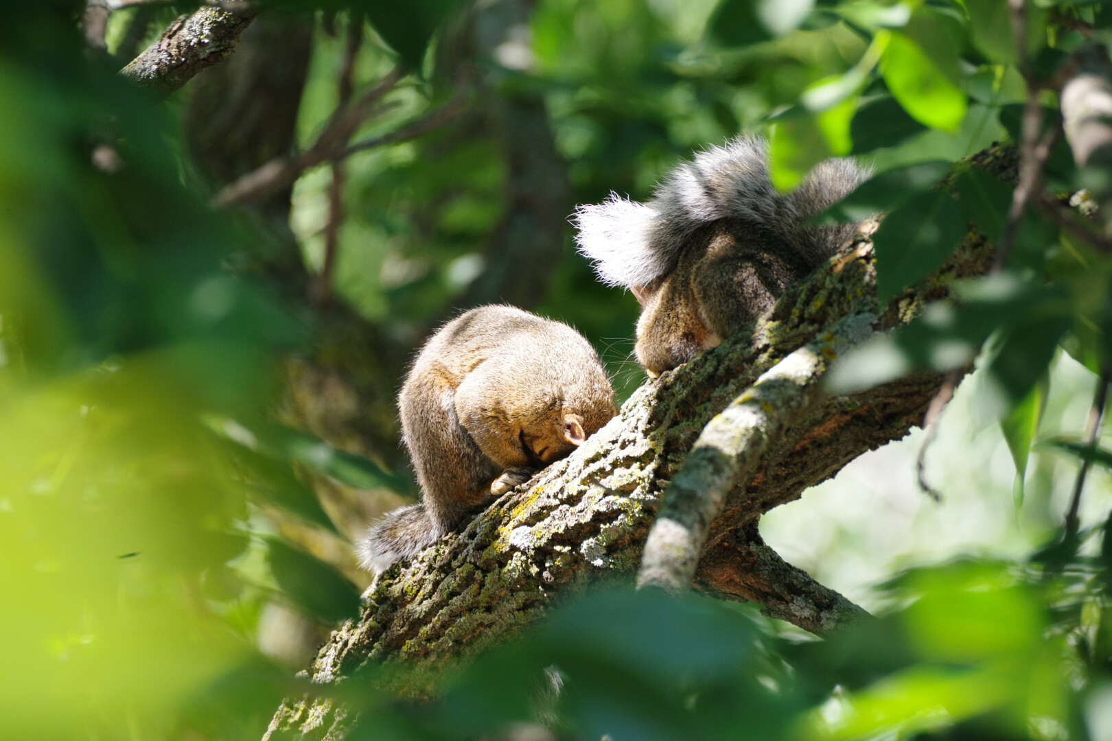 Two squirrels facing each other sleeping on a tree branch surrounded by foliage. One squirrel is curled into its abdomen and covering its face with its arms.