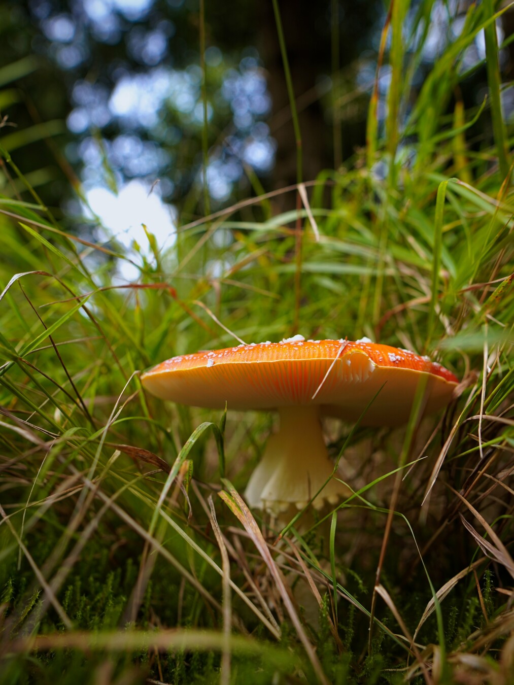 A mushroom (fly amanita) in between and slightly covered by grass. Trees in the background cover the sky, only a few gaps show the blue sky. 
The camera is lying on the ground looking up to the mushroom as if we are watching from the perspective of an insect.