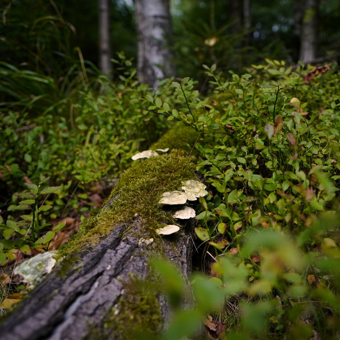 A picture of fungi growing on a dead trunk of a tree in between bushes and moss. The trunk reaches in the foreground of the picture just as some bushes. The background is filled with trees, their shade creates a dark background.